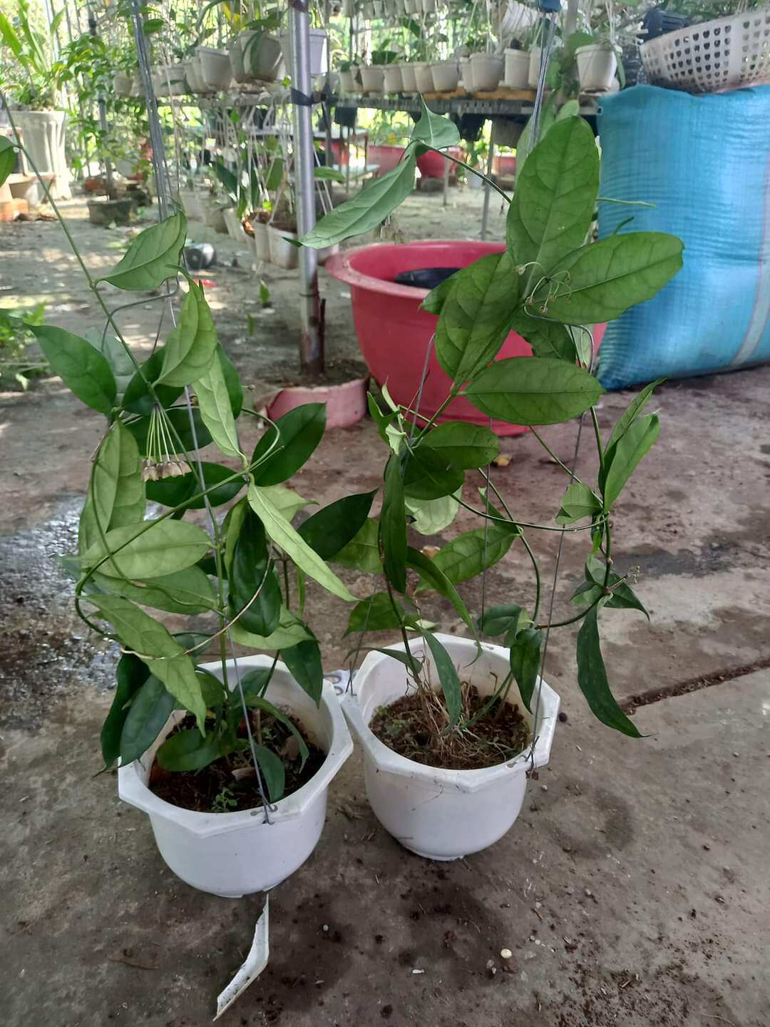 Cẩm cù chén trắng hoa to thơm