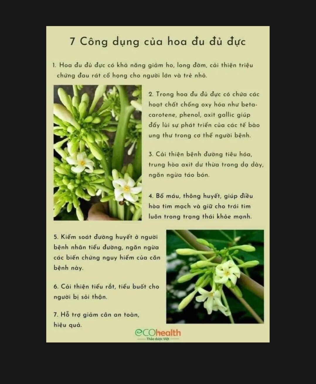 Cây đu đủ Đực Siêu Hoa- 20 cây