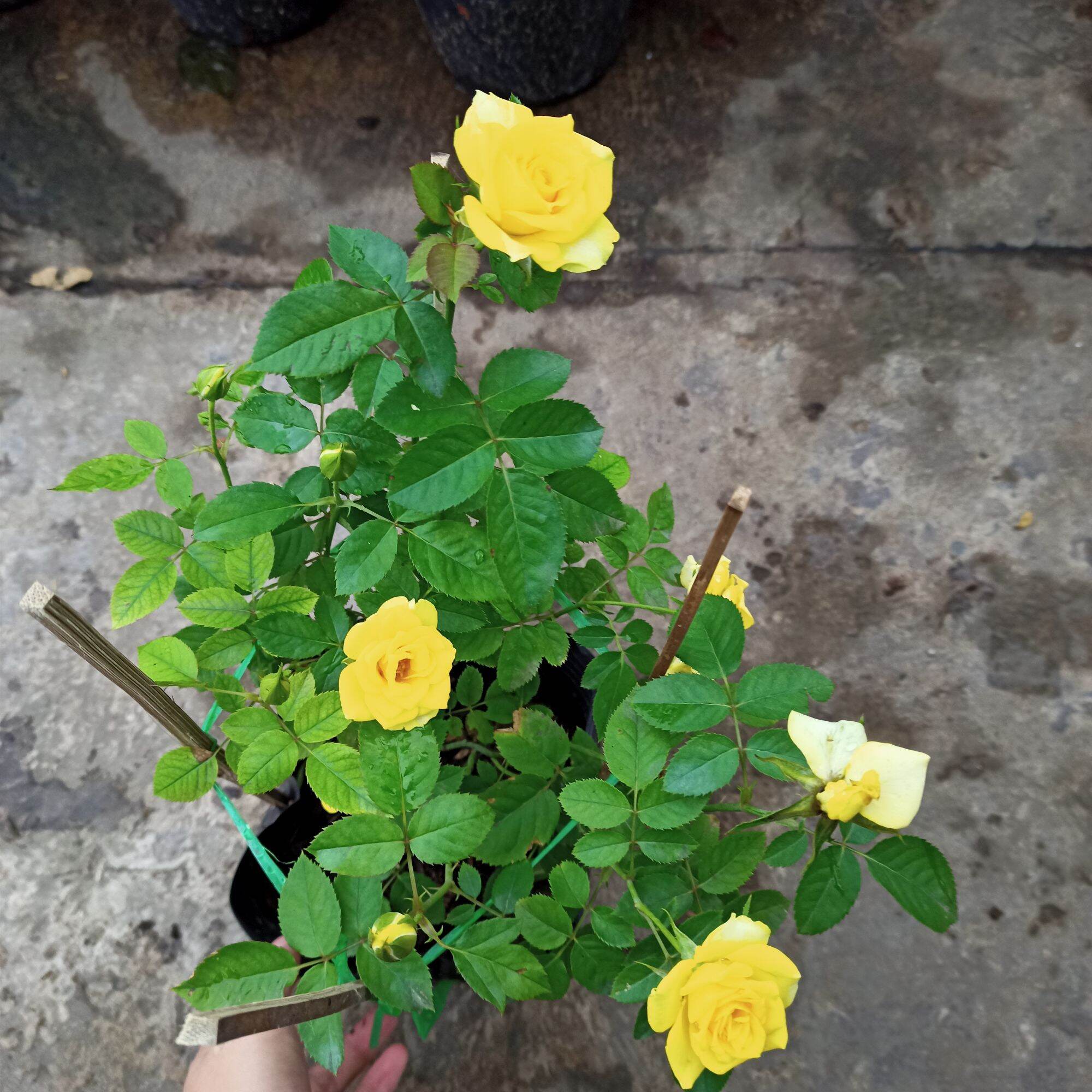 Chậu cây hoa hồng tezza vàng
