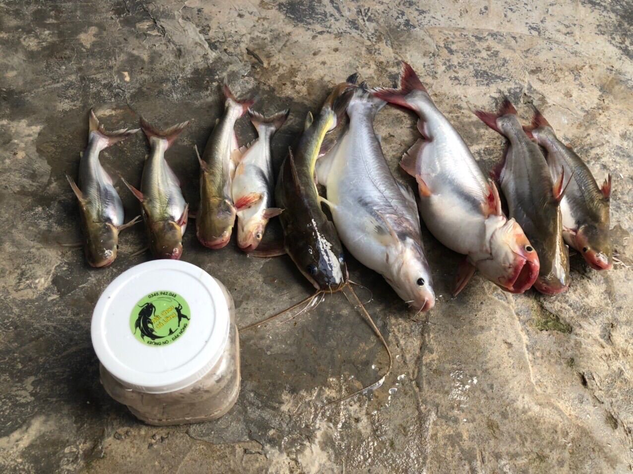 MỒI CHAO CÁ LĂNG CÁ DA TRƠN 500G