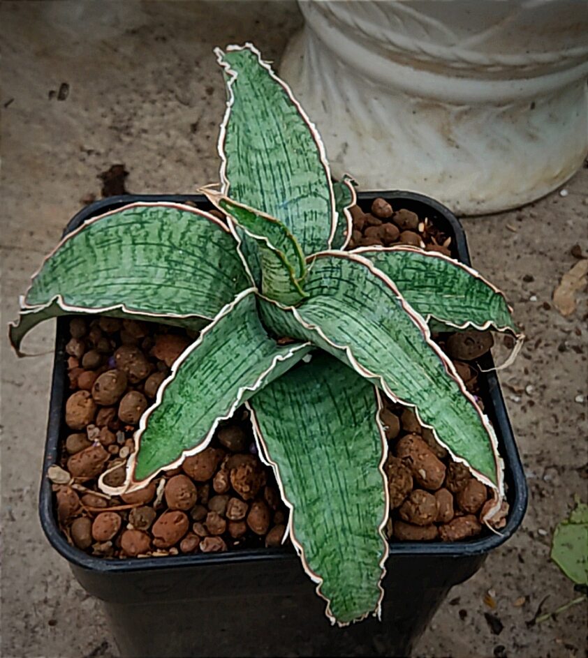 Cây lưỡi hổ lá dày, sáng, sọc lá đẹp - Sansevieria Kirkii 'Silver Blue'