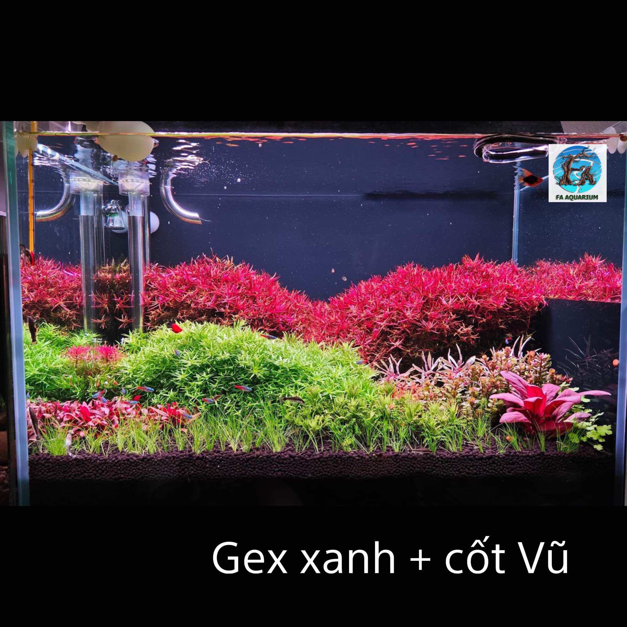 Phân nền Nhật Gex xanh 2kg cho hồ thuỷ sinh