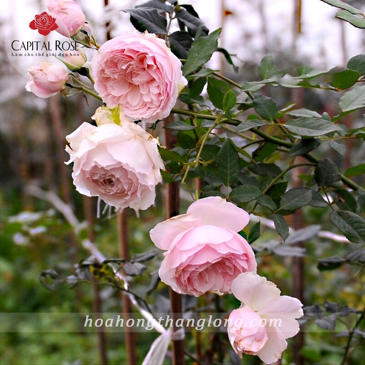 Hoa hồng ngoại Misaki Rose - hồng bụi, hoa thơm, hoa chùm, siêng hoa