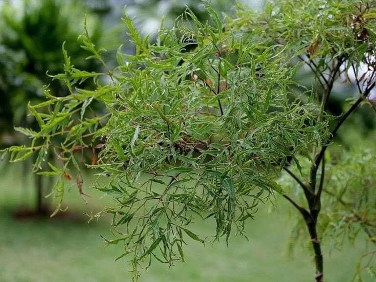 Sâm đinh lăng (cây giống)