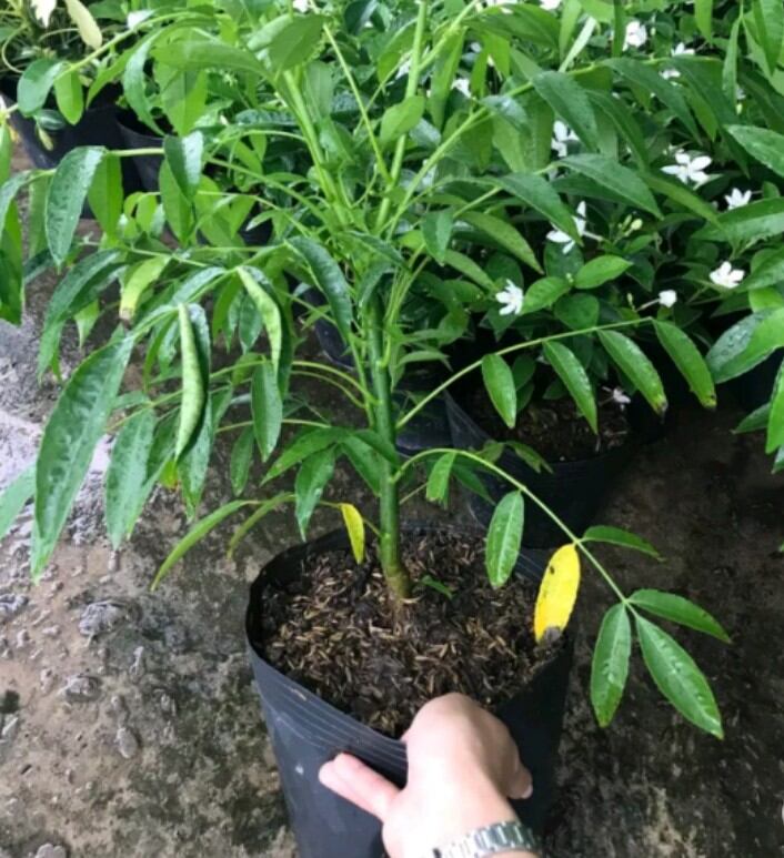 Cây giống cóc ngọt