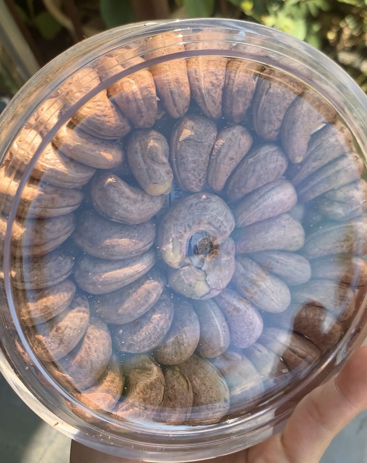 500g_ĐIỀU A CỒ XẾP HOA