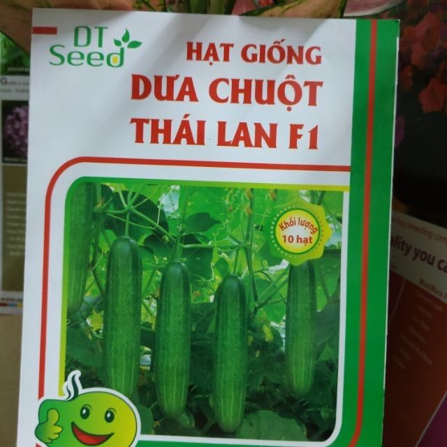 Hạt giống dưa leo dưa chuột