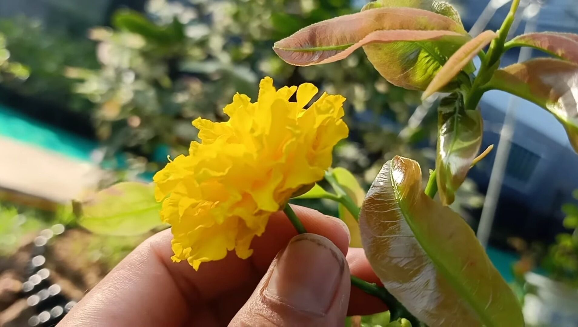 MAI CÚC VẠN THỌ CÁNH XOĂN