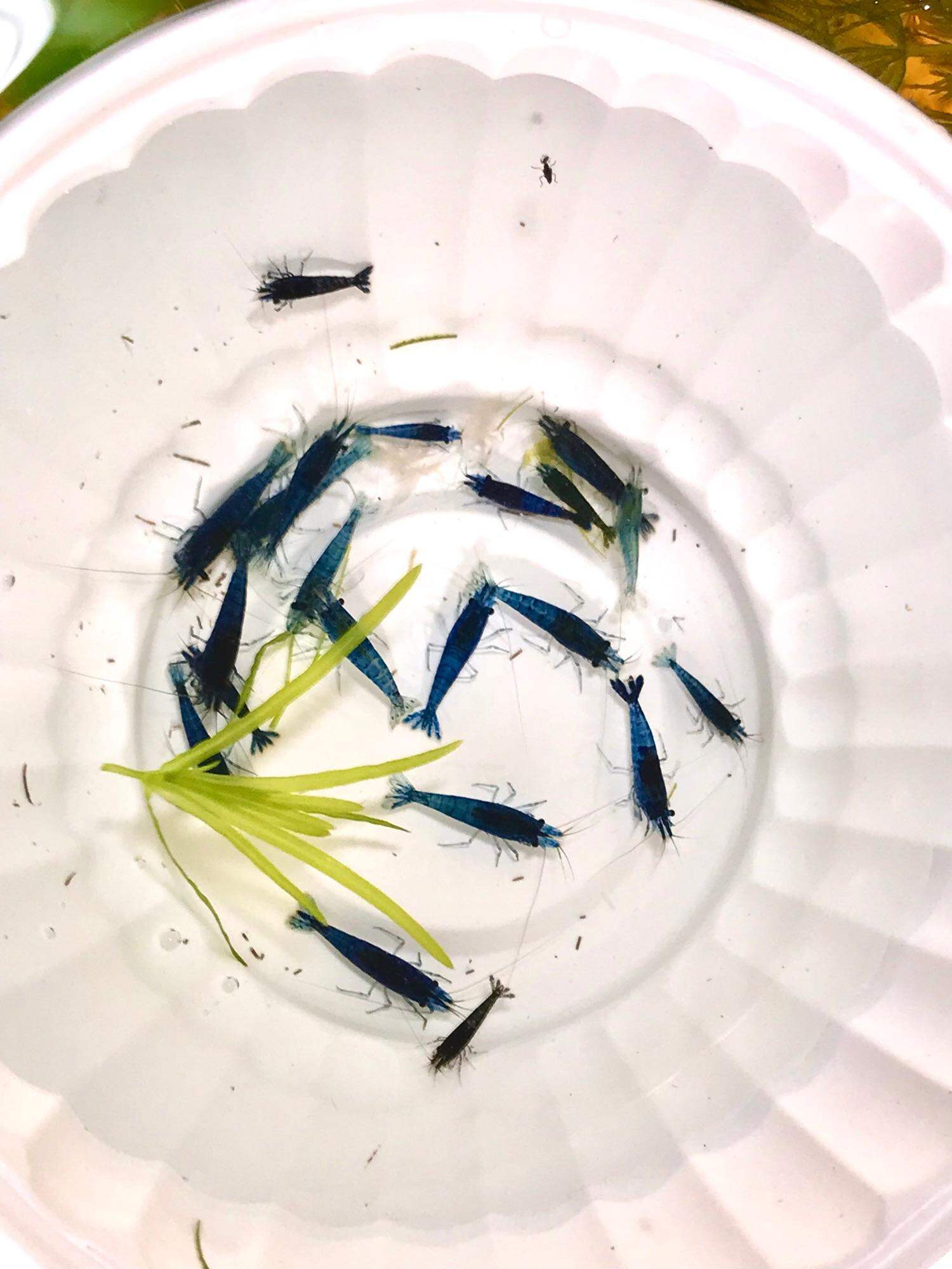 Tép thủy sinh, Tép loạn màu 20 con, hoàn tiền khi tép gặp sự cố