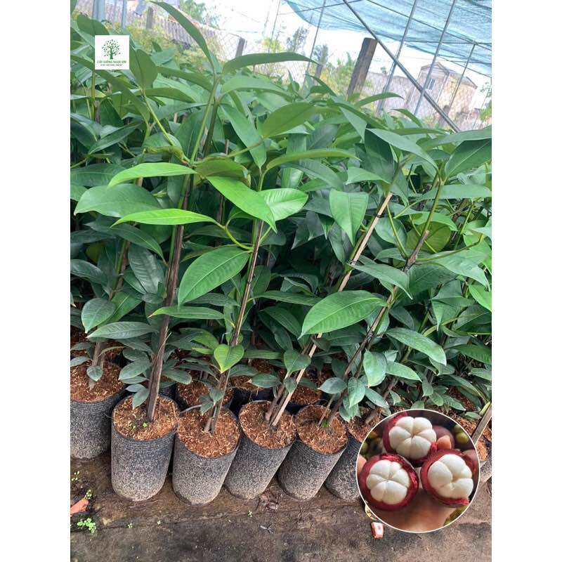 Cây măng cụt thái dễ trồng, nhanh quả