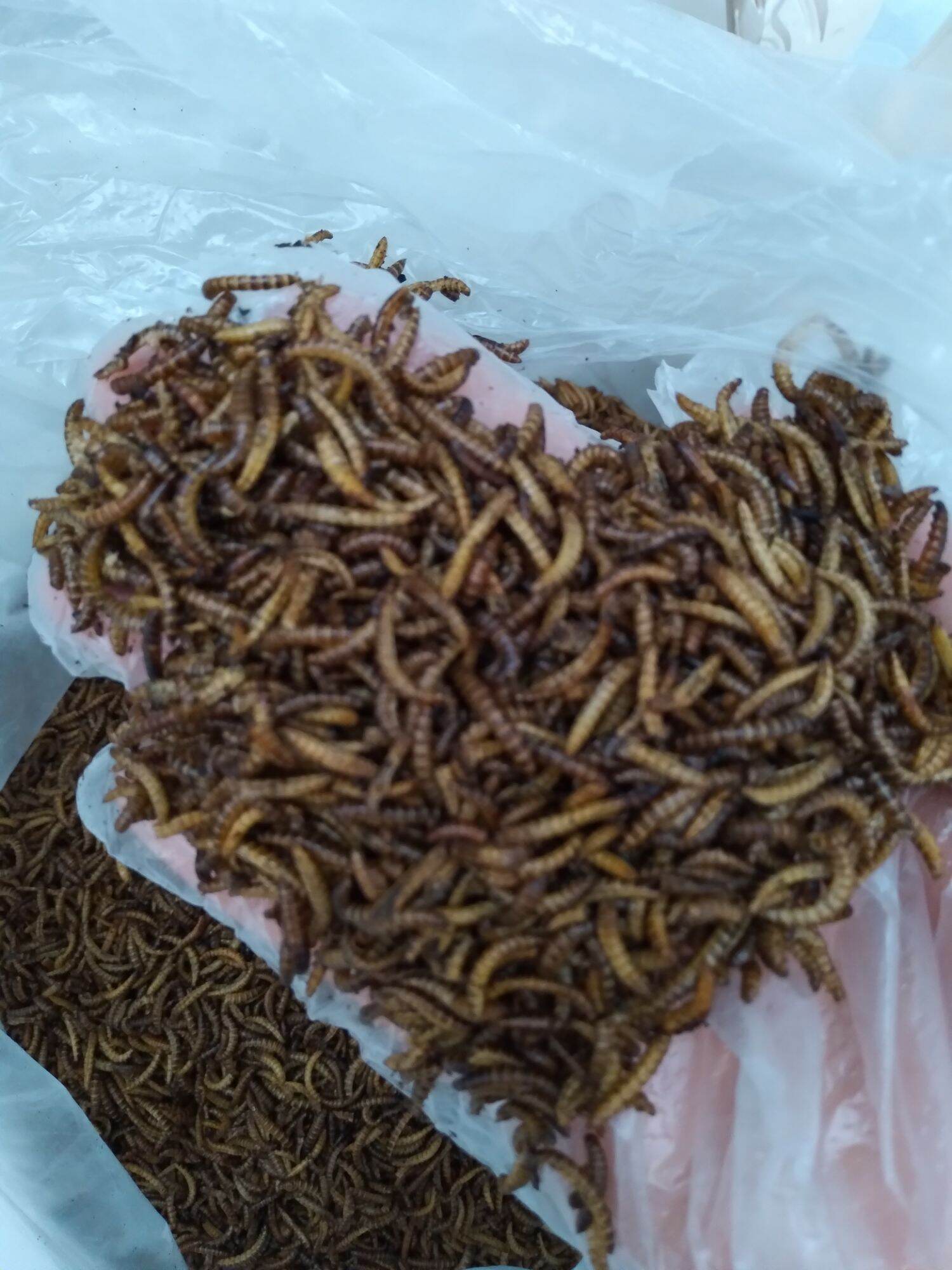 Sâu khô mini dinh dưỡng (100g)