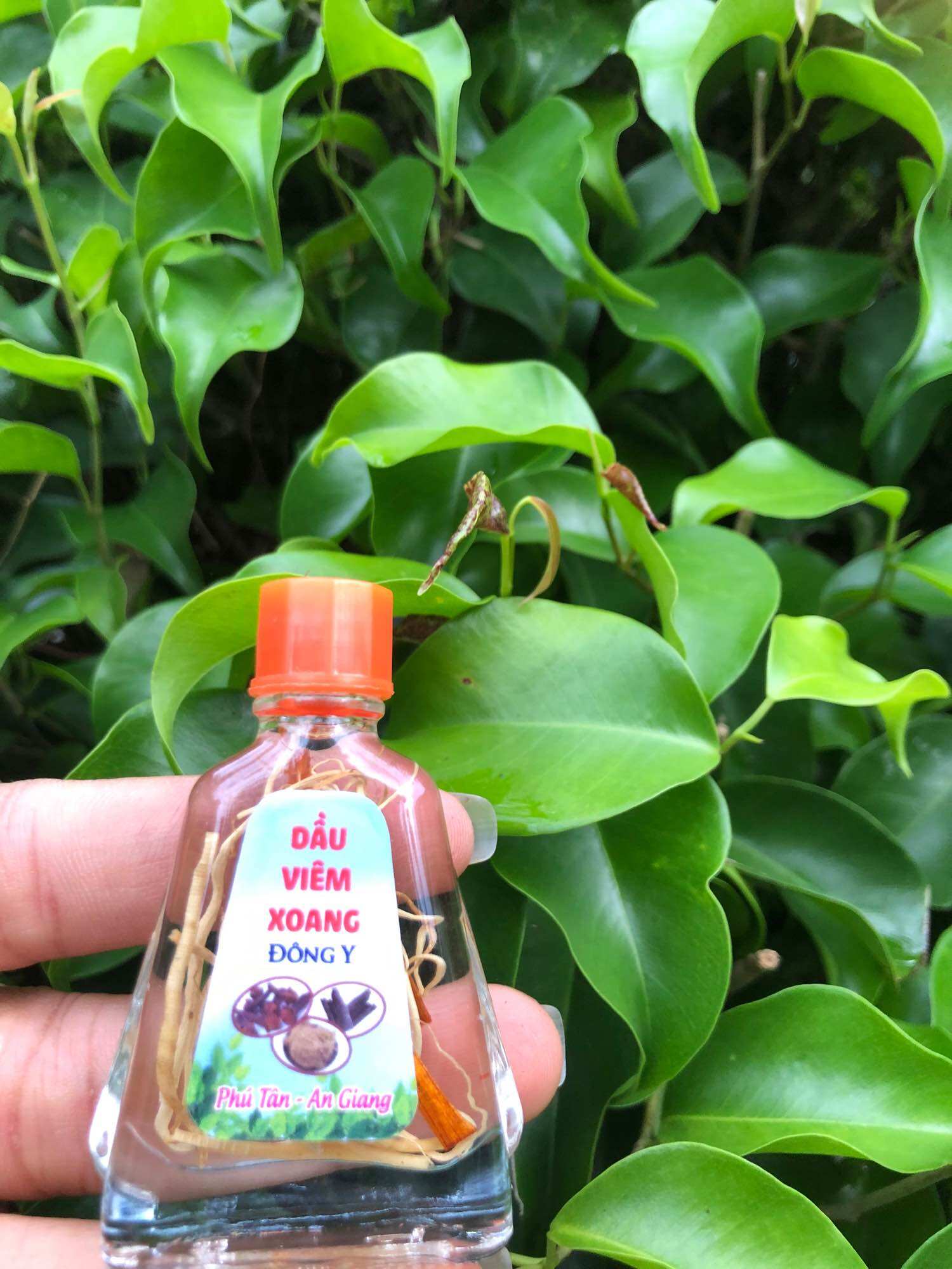 Combo 10c dầu xoang trắng 7ml (rễ thuốc)
