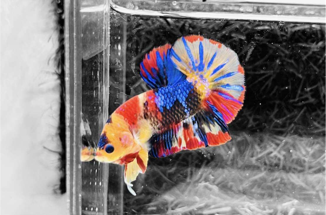 Betta Nemo Muticolor - Hàng cao cấp