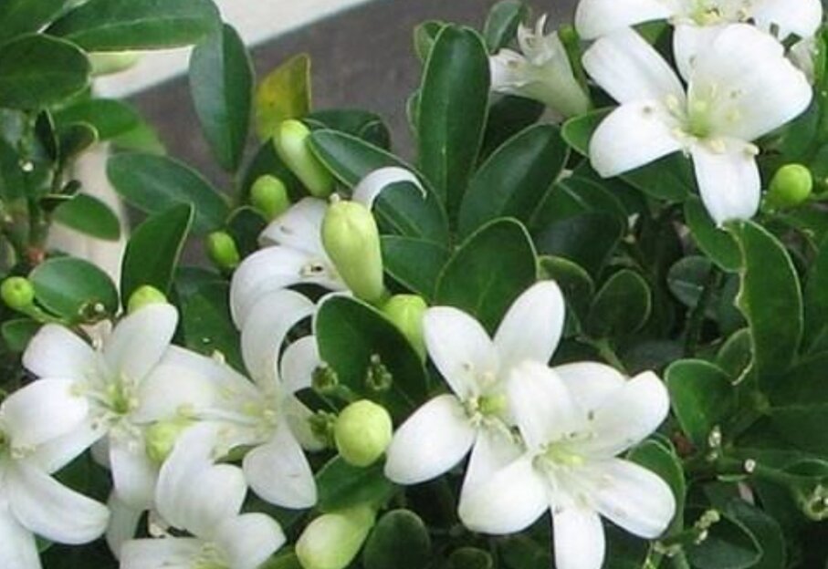 Cây hoa nguyệt quế