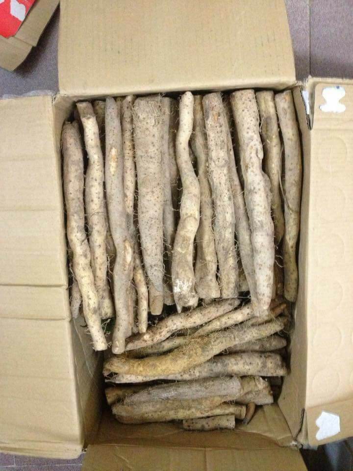 Hoài sơn núi tươi nấu cháo cho trẻ em suy dinh dưỡng