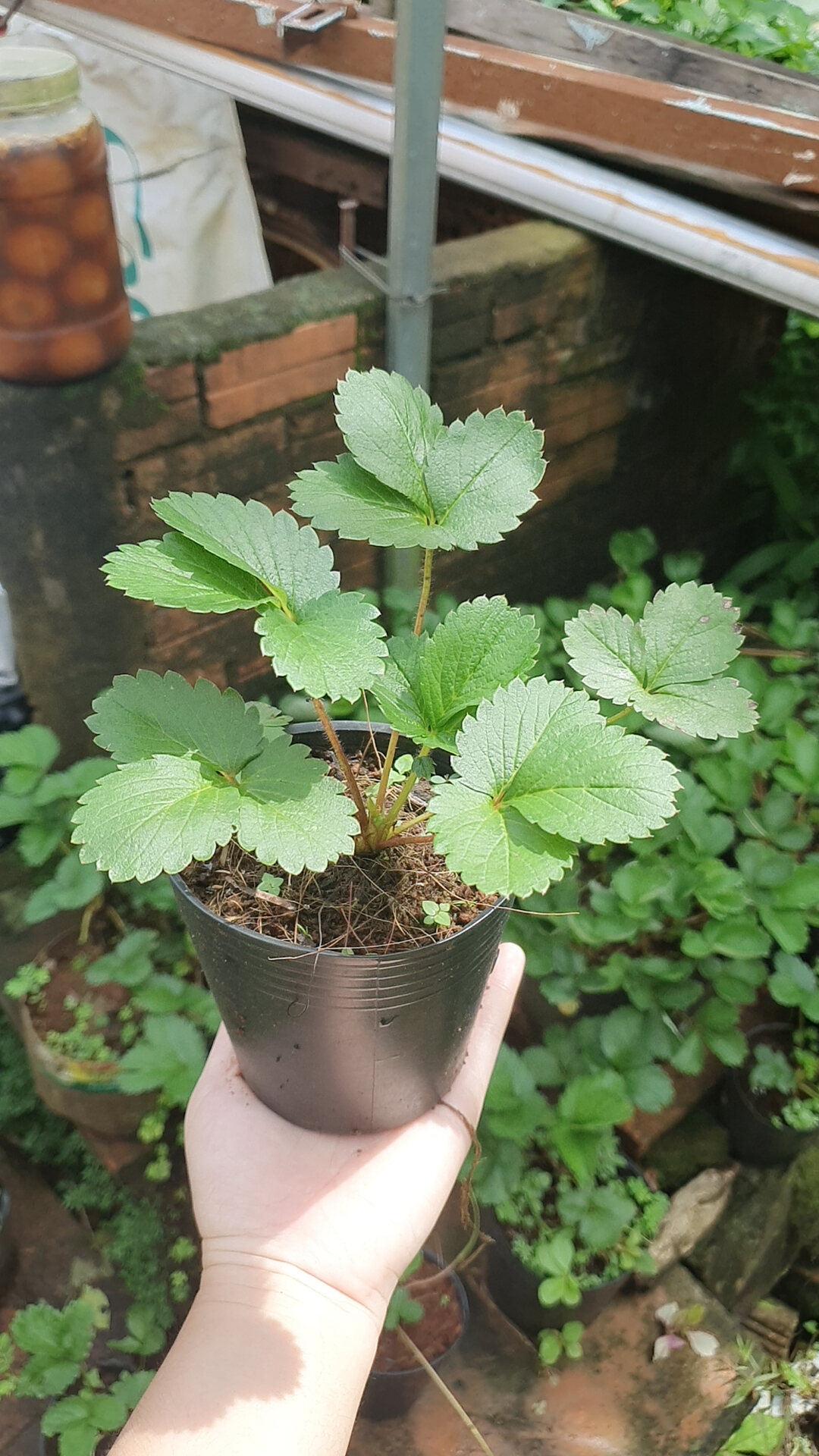 Ly ngó cây giống dâu tây Bạch Tuyết Má Hồng