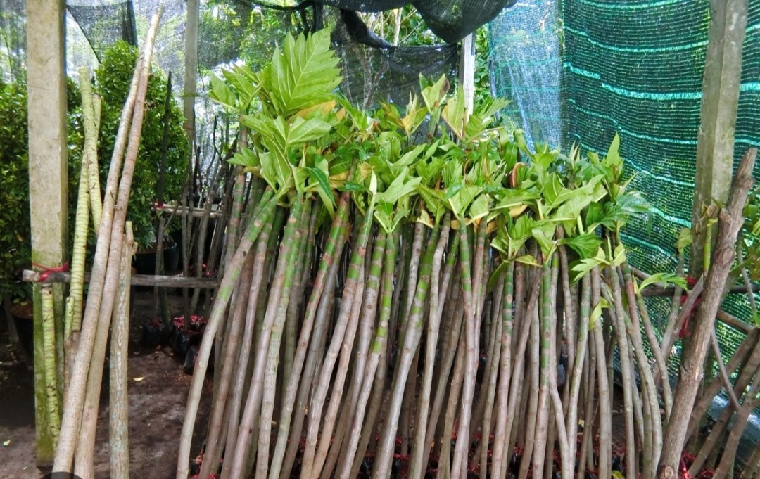 CÂY SAKÊ NHÁNH CHIẾT CAO 80CM 150CM
