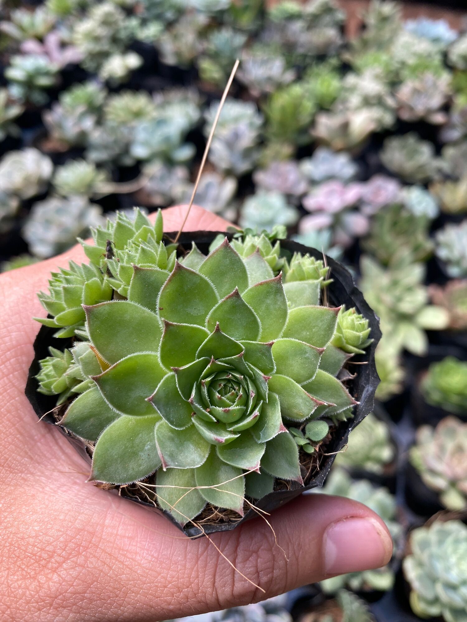 SEN ĐÁ PHẬT BÀ ( ĐÀ LẠT ) - SIZE 5-9cm  HƯ 1 ĐỔI 1