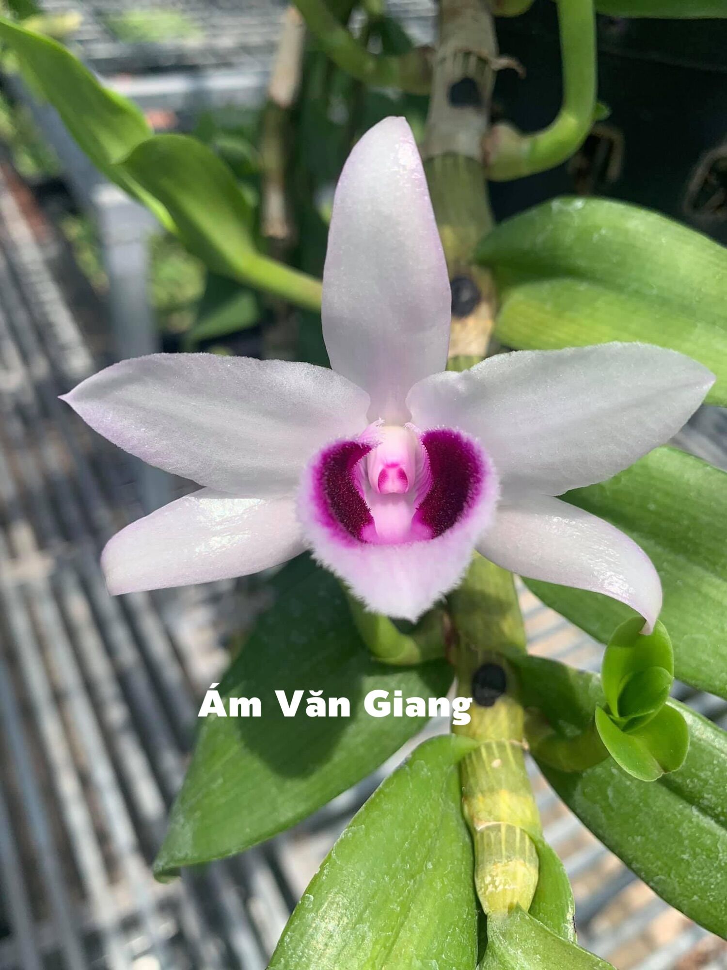 PHI ĐIỆP ÁM CỔ VĂN GIANG CỰC ĐẸP CỰC RẺ