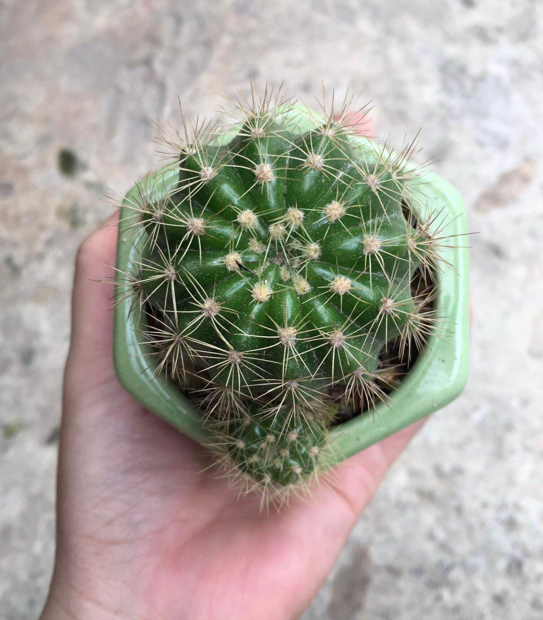 Chậu cây xương rồng bí xanh mini (chậu ngẫu nhiên)