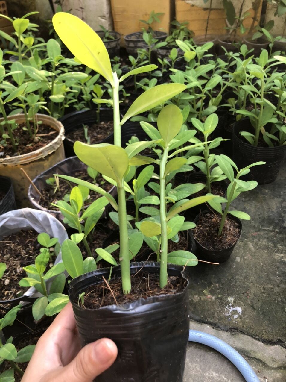 Cây Thạch Anh ( chậu 2 cây)
