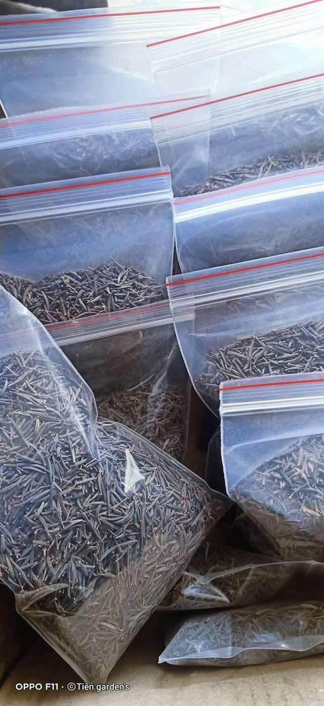 hạt giống hoa cánh bướm