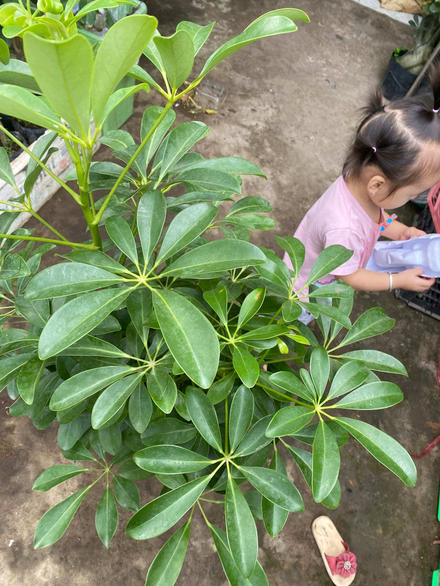 Chậu ngũ gia bì lớn