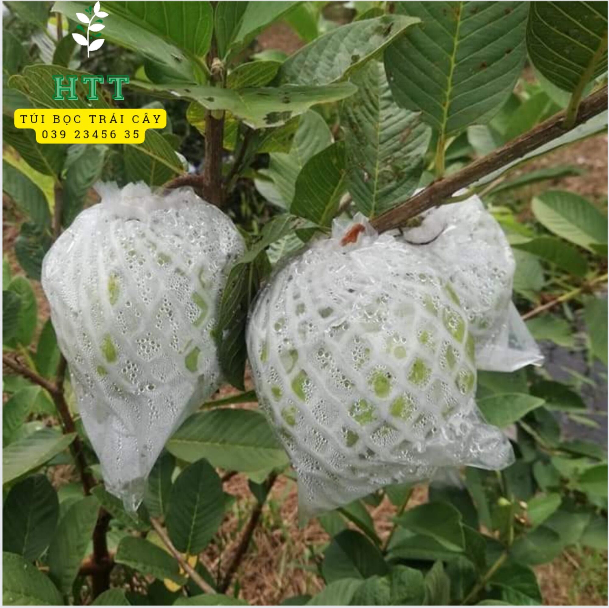 1Kg TÚI XỐP BỌC TRÁI ỔI VÚ SỮA HOÀNG KIM,... ĐÃ LỒNG SẴN - VẬT TƯ NÔNG NGHIỆP