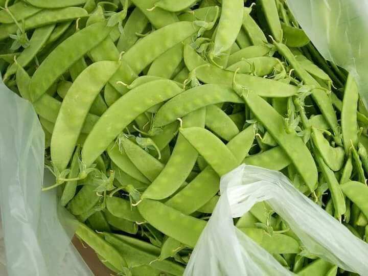 Hạt giống đậu hà lan( xào ) quả dẹt