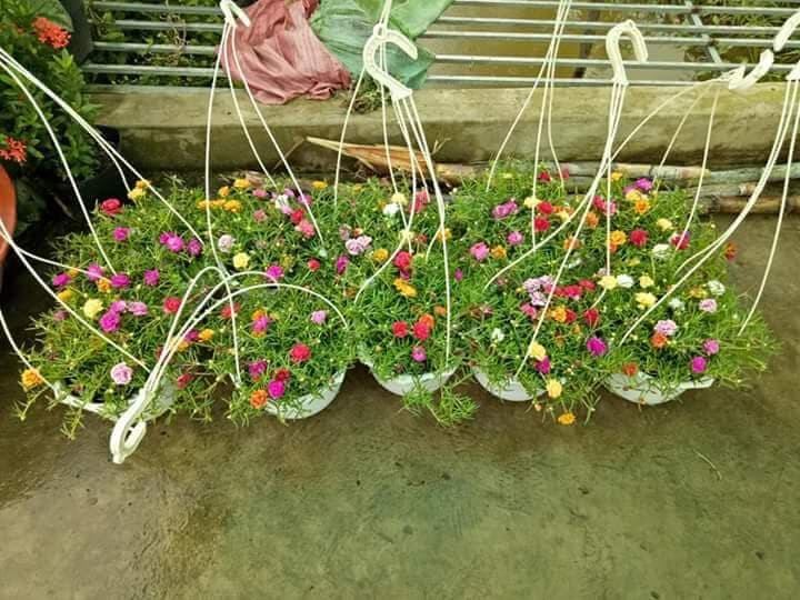 Hoa Mười Giờ nhiều màu