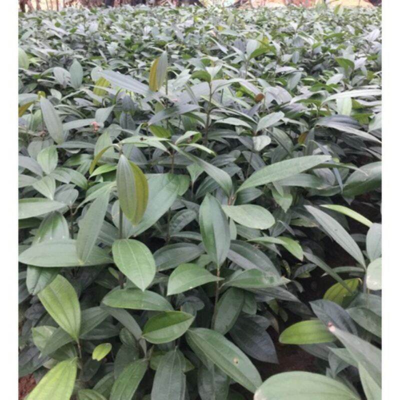 cây giống bơ hass úc F1