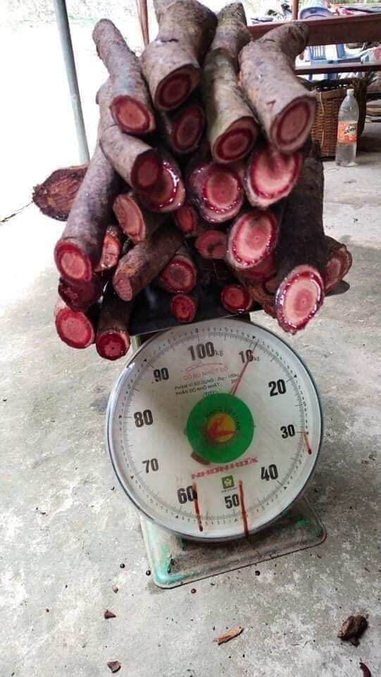 1kg cây cỏ máu khô nguyên chất