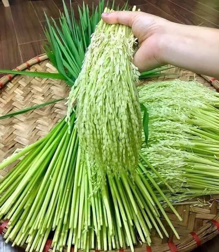 Đòng đòng nếp ngâm rượu Ba Zen