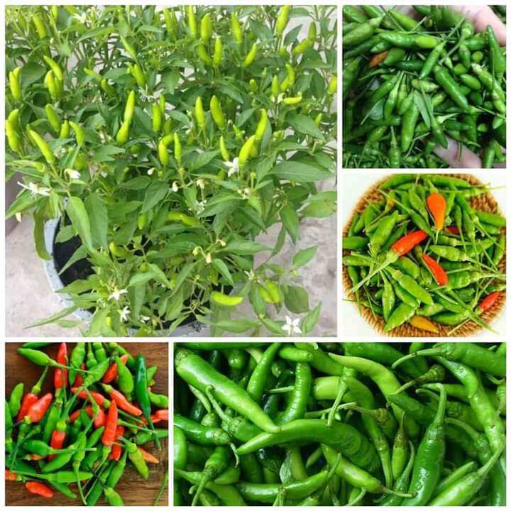 Hạt giống ớt xiêm