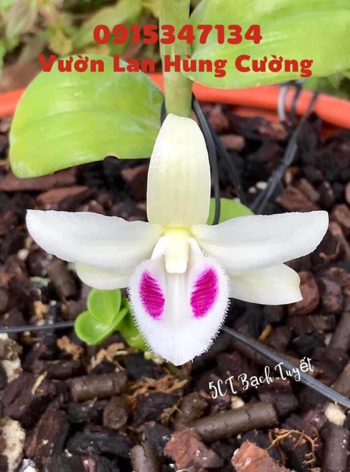 Phân bón trung lượng Super Canxi Nitrat(chuyên dùng cho phong lan, cây cảnh)