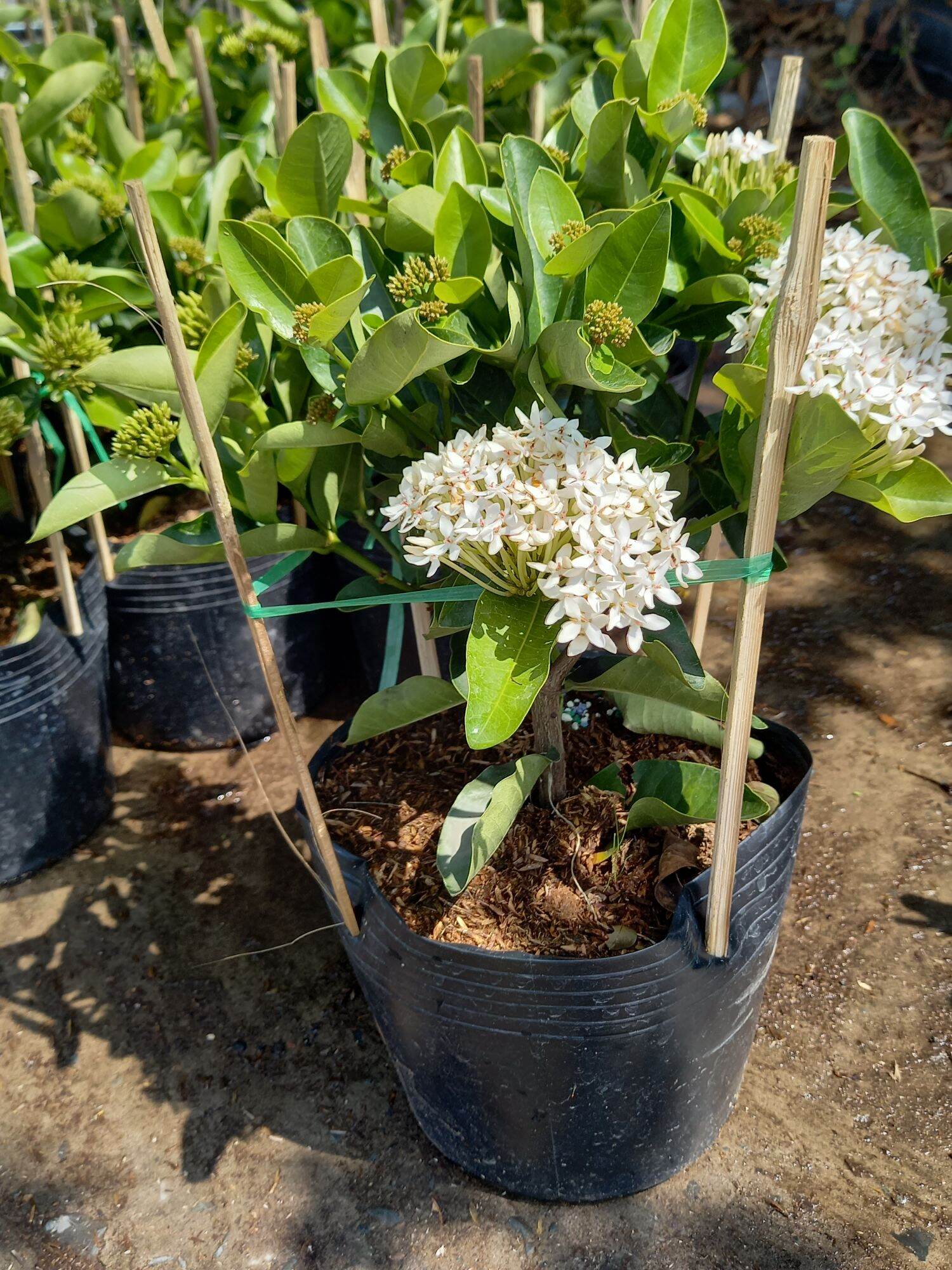 mẫu đơn trắng siêu hoa