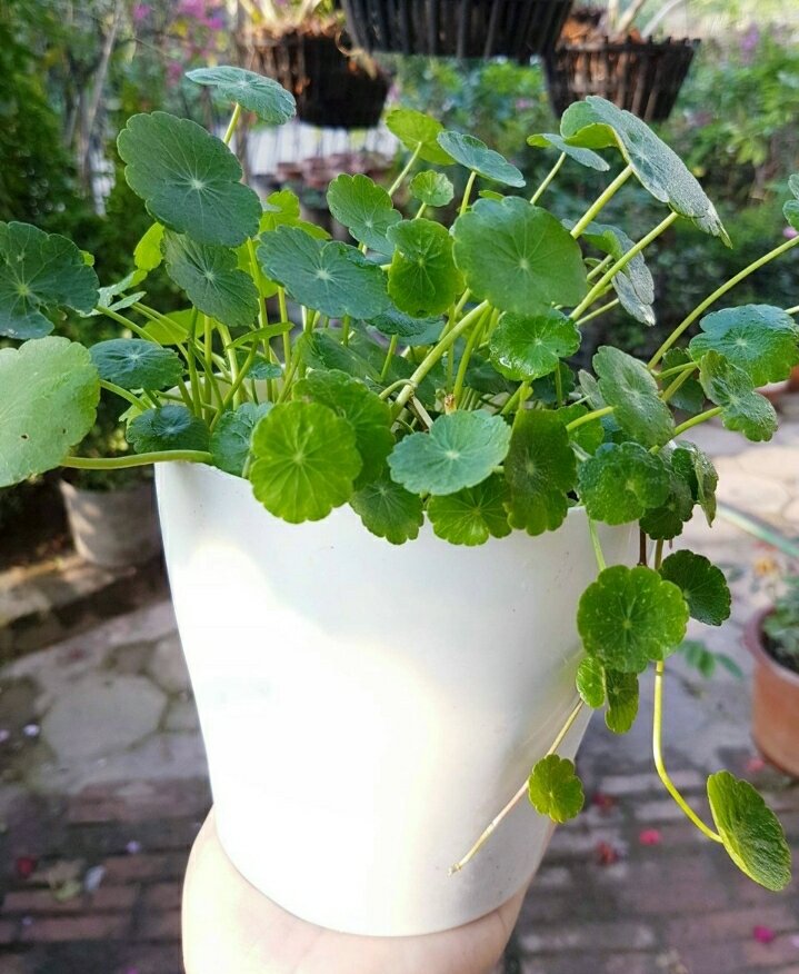 Cây Cỏ đồng tiền, rau má Nhật