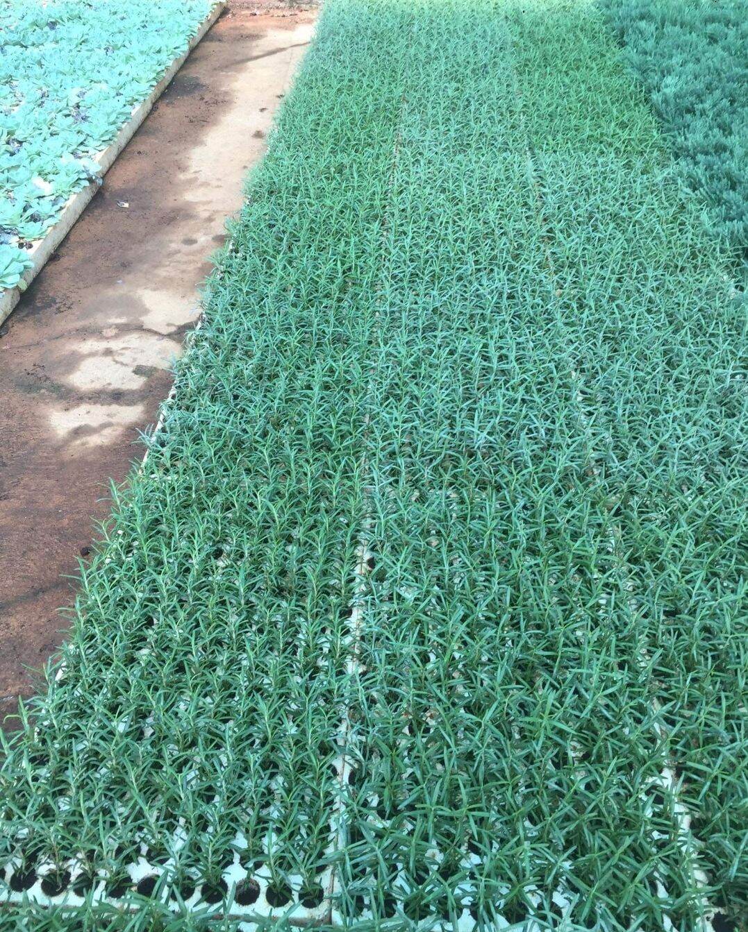 Cây giống hương thảo Rosemary