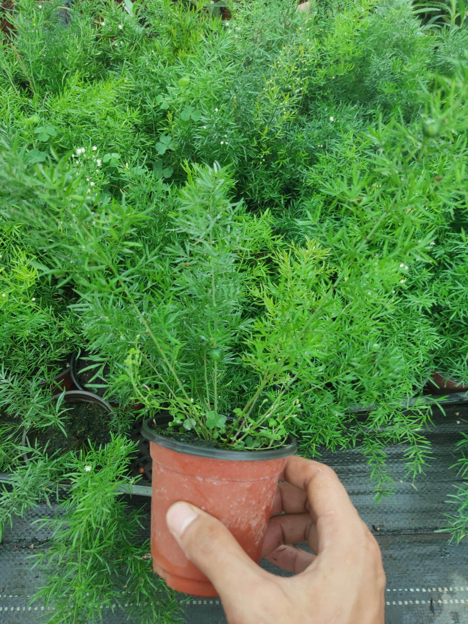 Tùng đuôi chồn (Chúc thiên môn).