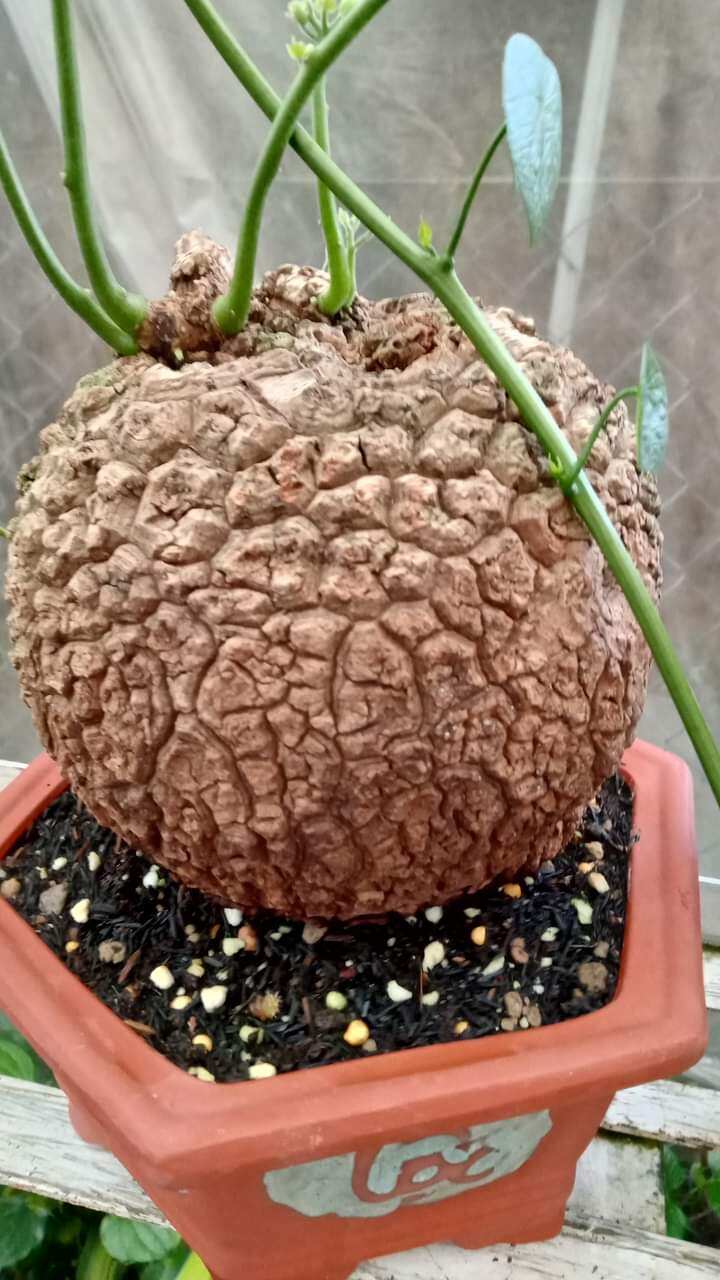 Củ bình vôi thái đã mọc mầm