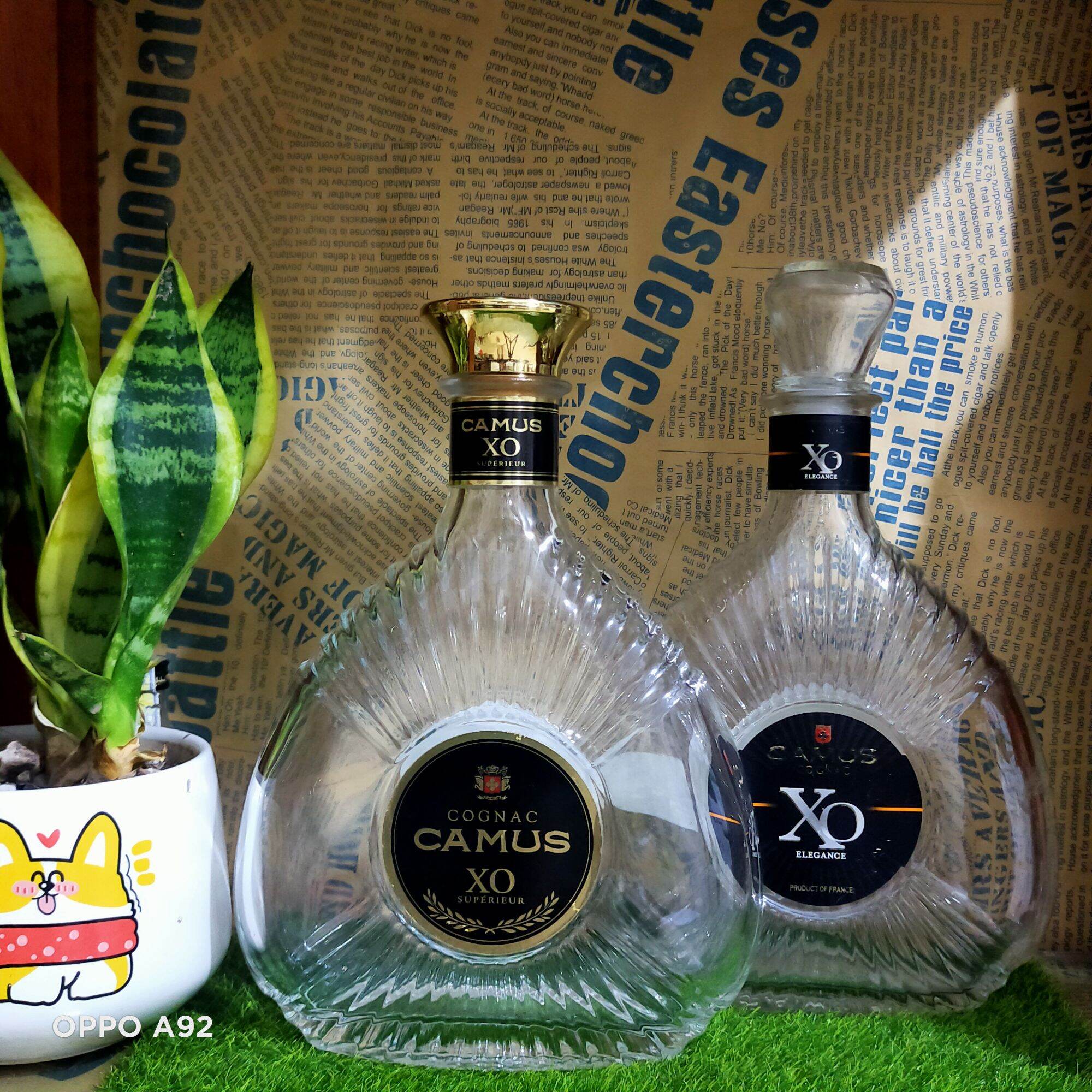 Vỏ chai XO Camus