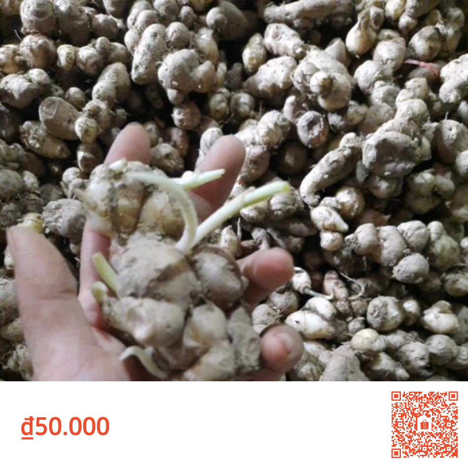 Giống củ địa liền có mầm