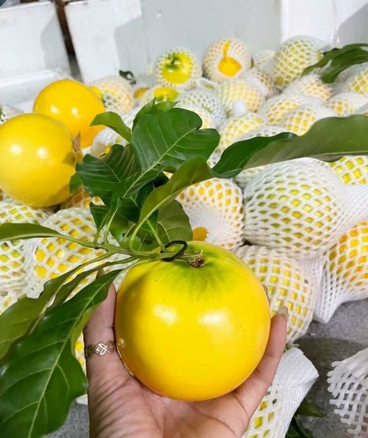 vú sữa hoàng kim