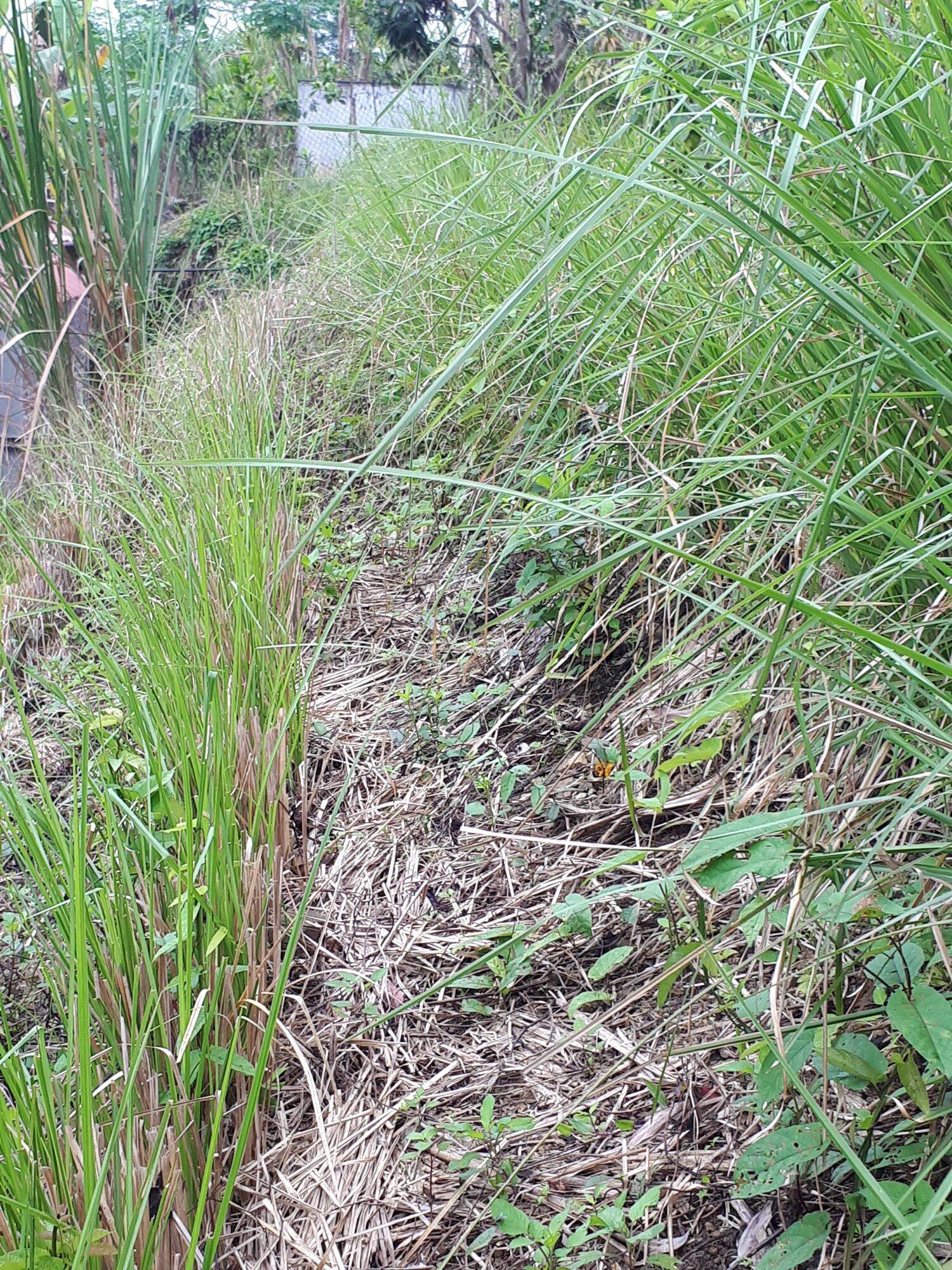 Combo 10 cây Cỏ Vetiver rễ trần (chống sạt lở, xói mòn)