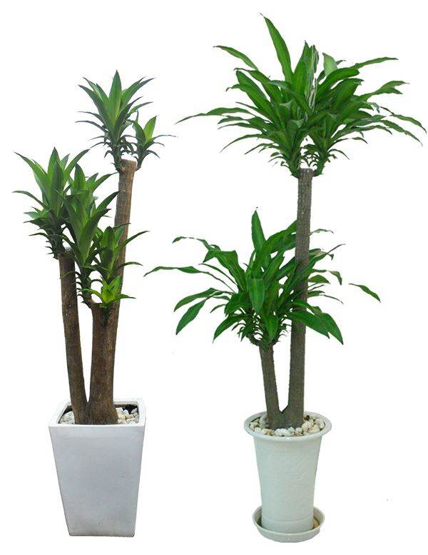 thiêt môc lan xanh khúc giống sai trung dài 40cm