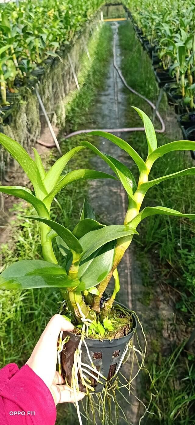 Hoa Lan Dendro vàng lưỡi đỏ cây trưởng thành