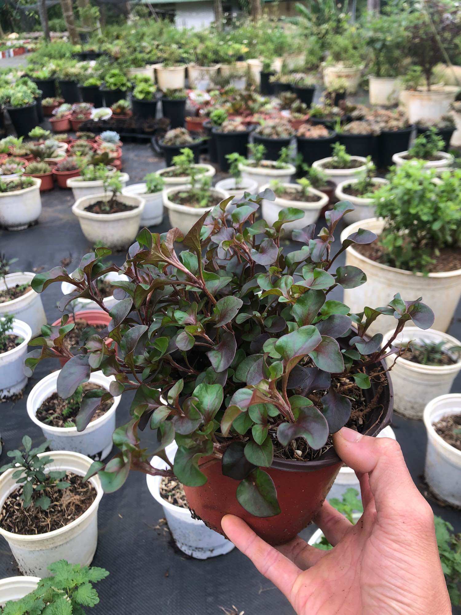 Rau cải xoong nhật - dền nhật - cây giống