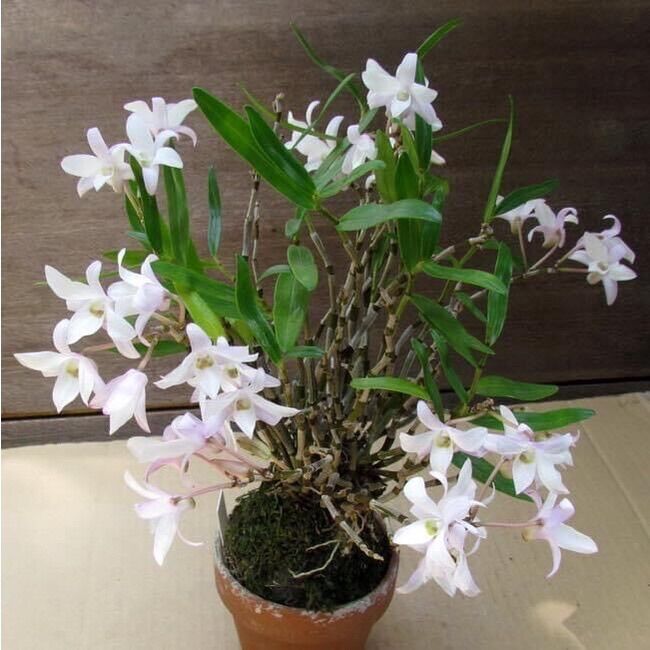 Hoa lan thạch hộc tía sỉ 12k(1 bó)