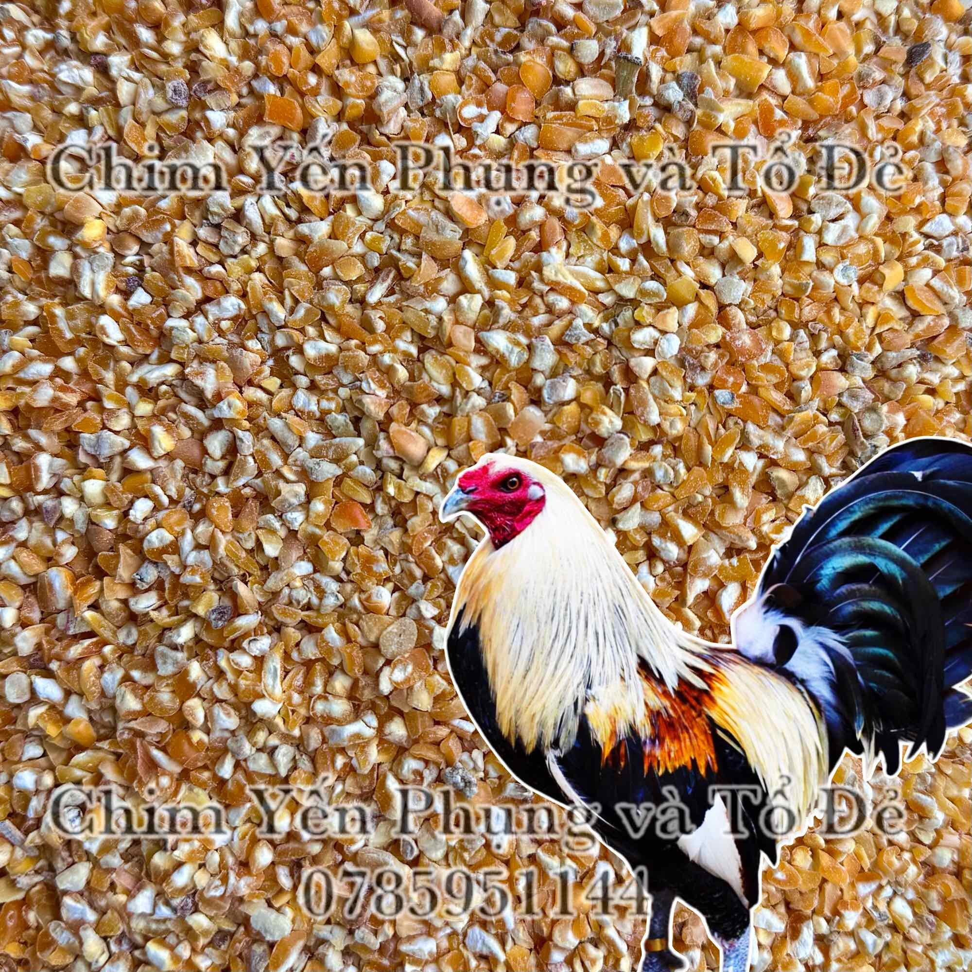 1kg bắp bể/ngô bể - thức ăn: Gia Súc • Gia Cầm • Gà Kiểng...