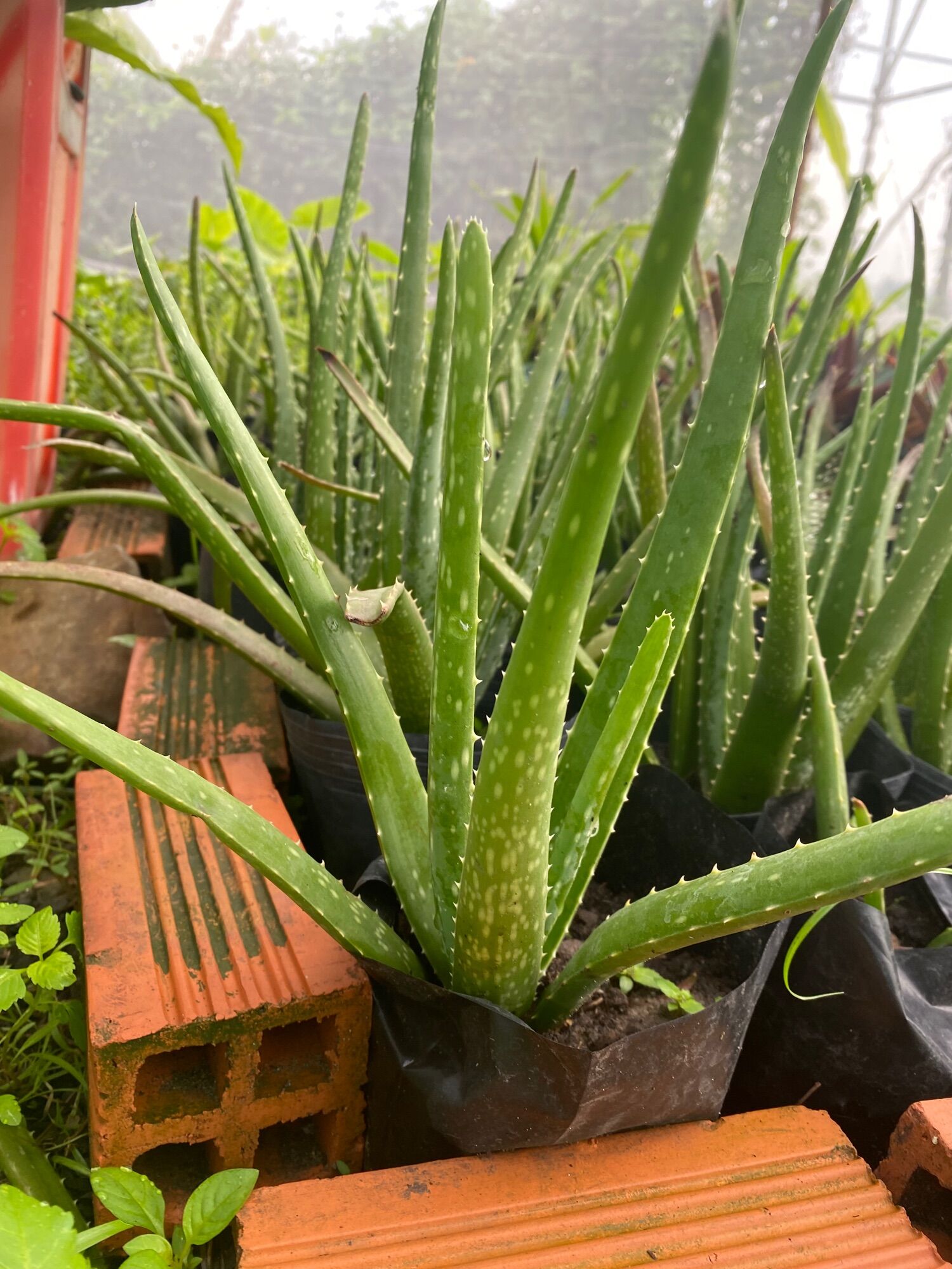 Chậu nha đam giống đã ươm ra rễ ổn định
